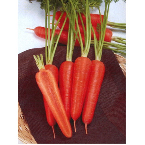 アロマ809[人参] - e-種や｜国内最大級の野菜種・花種・苗・農業資材の