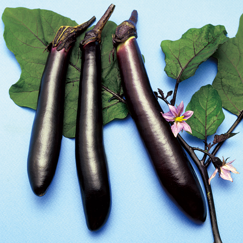 改良博多長[茄子] - e-種や｜国内最大級の野菜種・花種・苗・農業資材