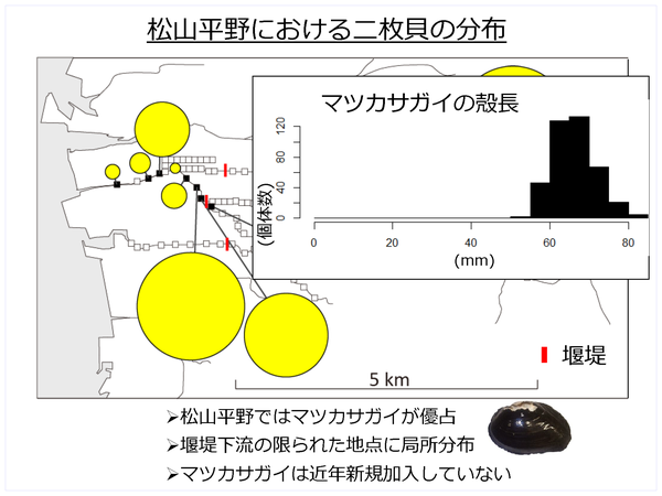 最終価格‼️【自然雑交種】デタニヒイロ×ヒイロツマベニチョウ♂♂標本