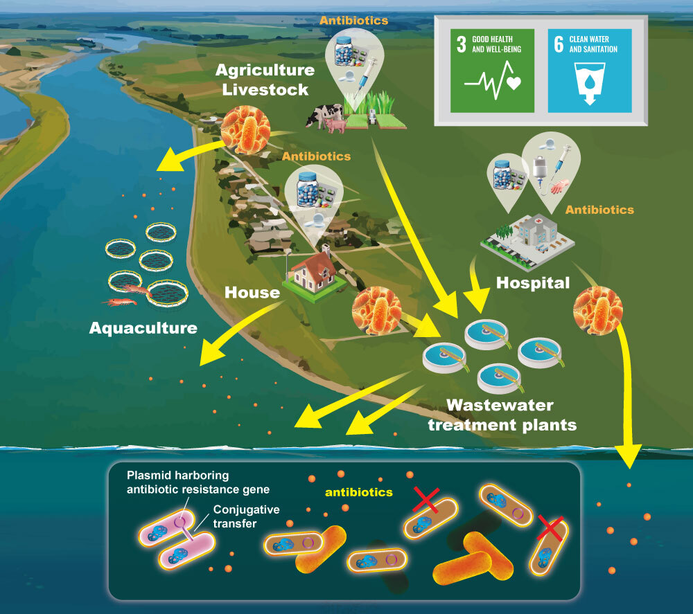 バイオフィルム｜研究内容｜北海道大学 大学院工学研究院 環境工学部門