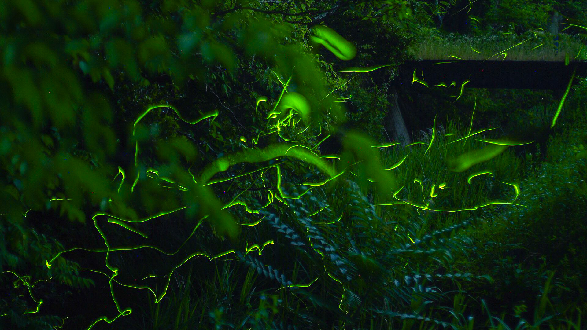 ホタルがいる森・鎌倉広町緑地 | 江ノ島タクシー株式会社