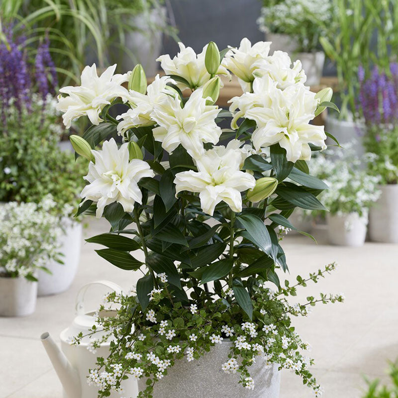 Roselily Bulbs - Zeta | Flower Bulbs | Eden Brothers