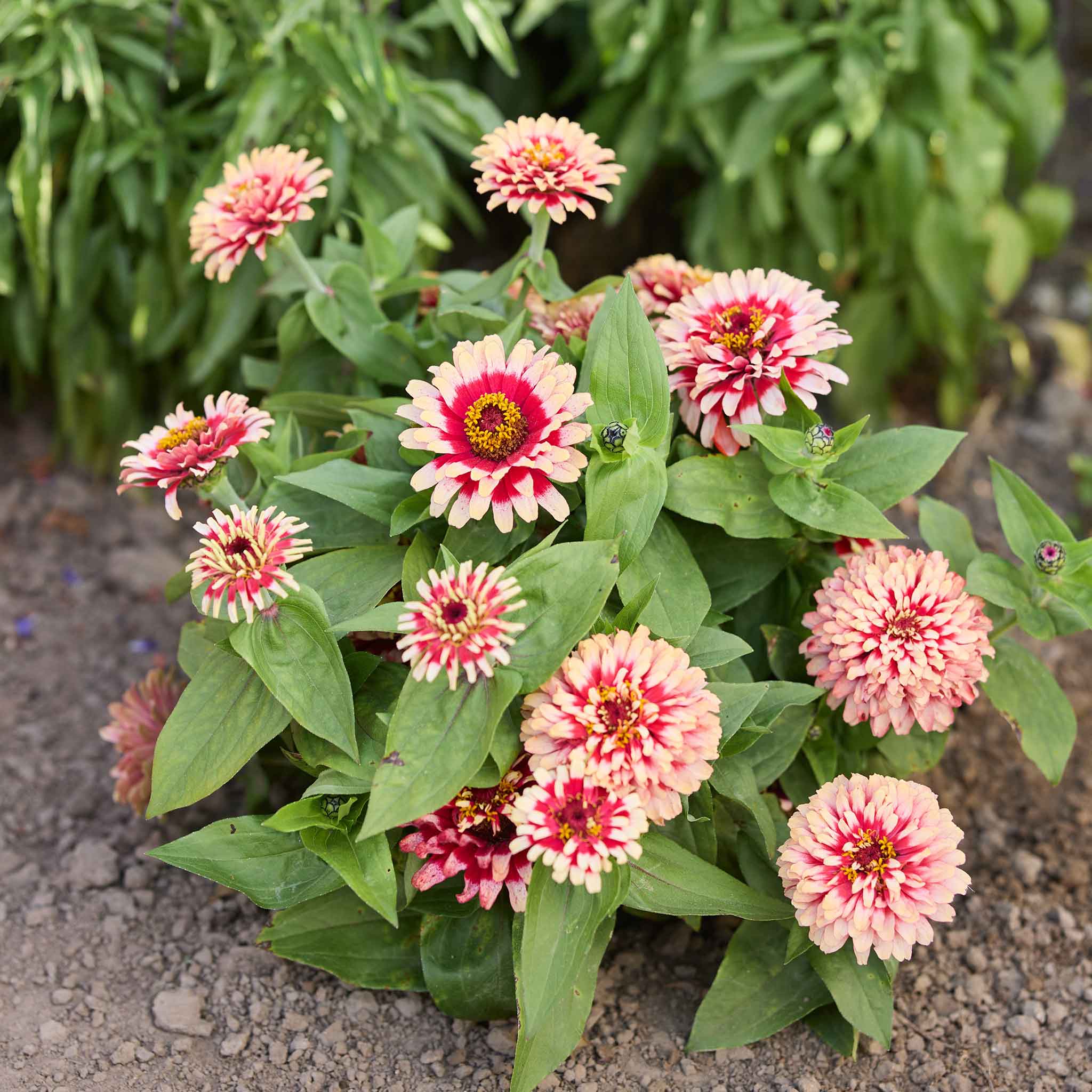 Zinnia Seeds - Swizzle Cherry & Ivory | Flower Seeds in Packets