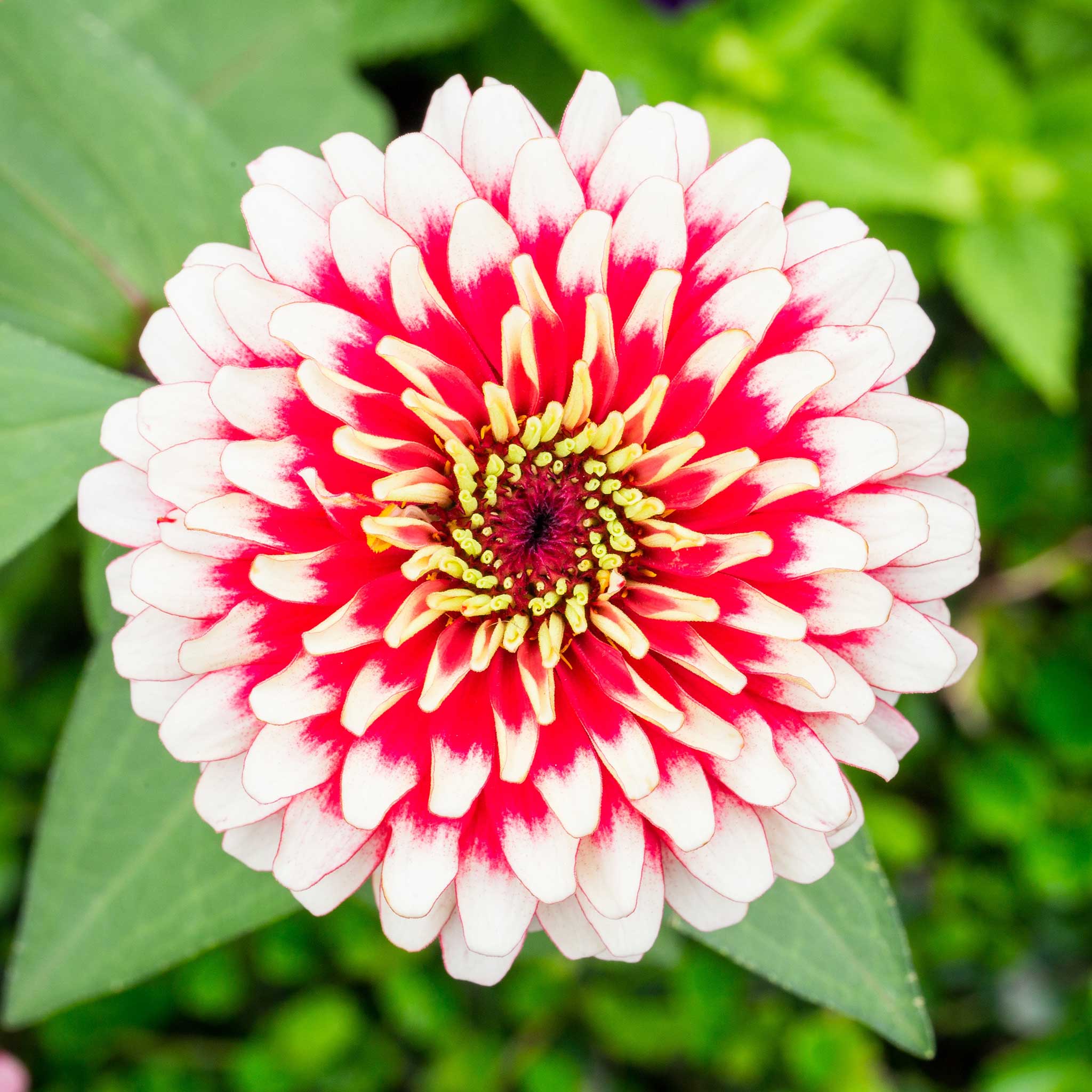 Zinnia Seeds - Swizzle Cherry & Ivory | Flower Seeds in Packets