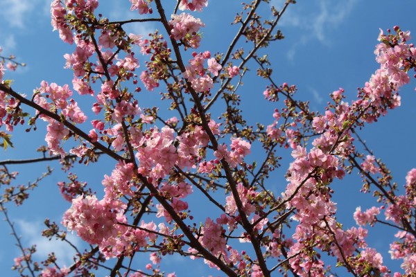 なぎさ公園の河津桜 Cherry blossoms - おしらせ - 水とみどり・花の