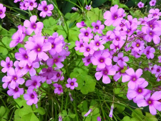 2025年05月のみんなの花とみどりのアルバム - 花とみどりの