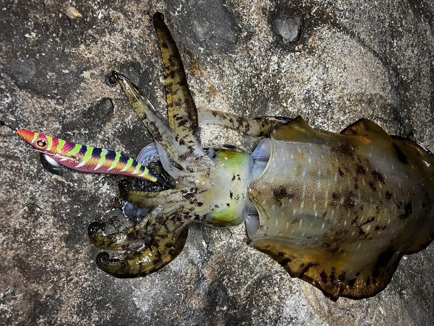 WILDCHASE 3.5号シャローtune /四雷 しらい[監修:藤原 弘貴] - EGI MANIACS