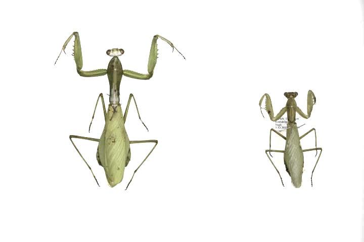 カマキリ外来種、愛媛県内定着か 3年ぶり2カ所で成虫見つかる｜愛媛