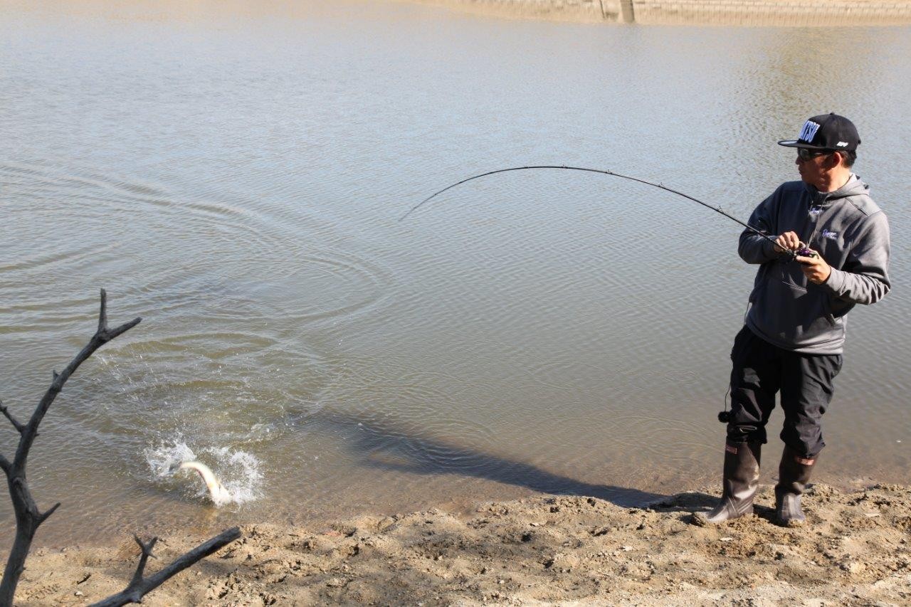 EVERGREEN（エバーグリーン インターナショナル） - GTR-C66LLR