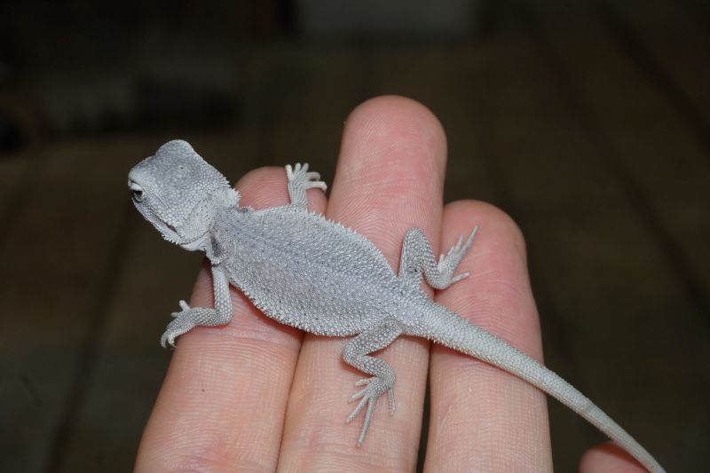 フトアゴヒゲトカゲ ハイポゼロ C個体 販売 エキゾチックサプライ 大阪