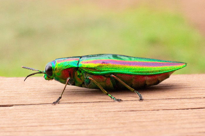 激レア キラキラアラメムカシタマムシ 甲虫 標本 昆虫 激レア キラキラ