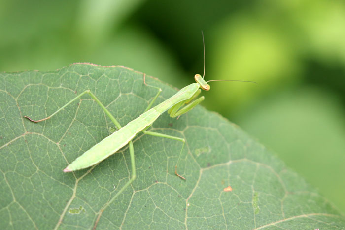 昆虫シリーズ36 究極の肉食昆虫 カマキリ | あきた森づくり活動