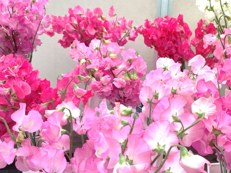 妖精たちの目覚め♪ | 開花情報 | 神奈川県立大船フラワーセンター