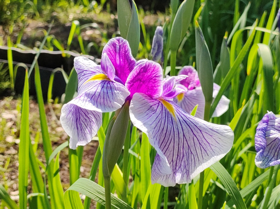 涼暮月のはじまり♪ | 開花情報 | 神奈川県立大船フラワーセンター