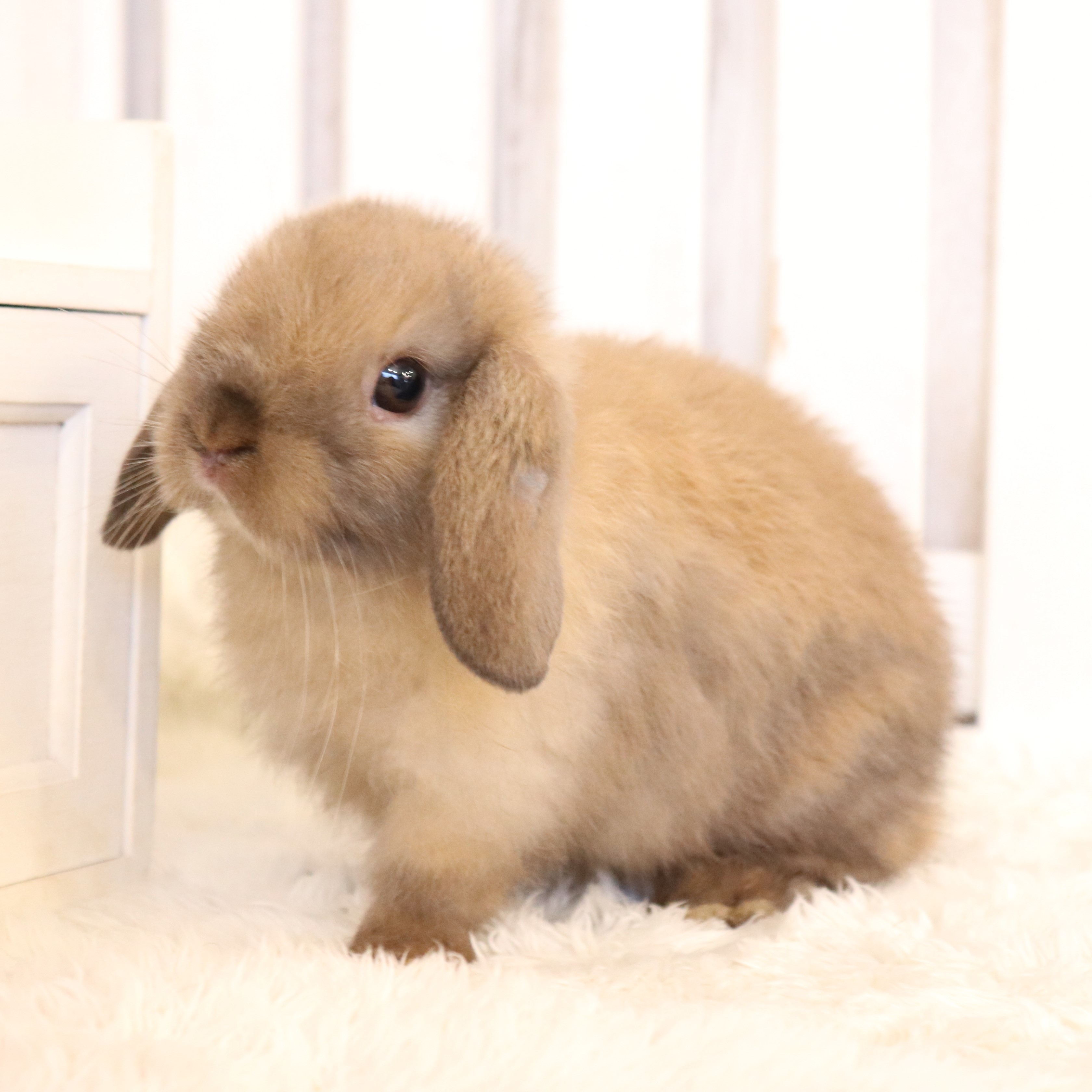 ホーランドロップ トートイズシェル（7BL) - さいたま市北浦和のうさぎ