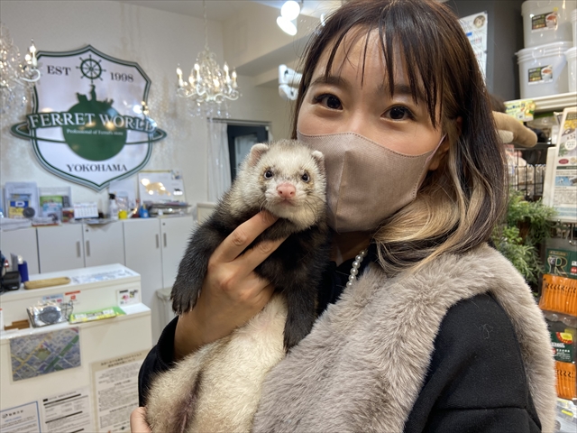 家族が決まりました☆（11/9～11/14） | FERRET WORLD