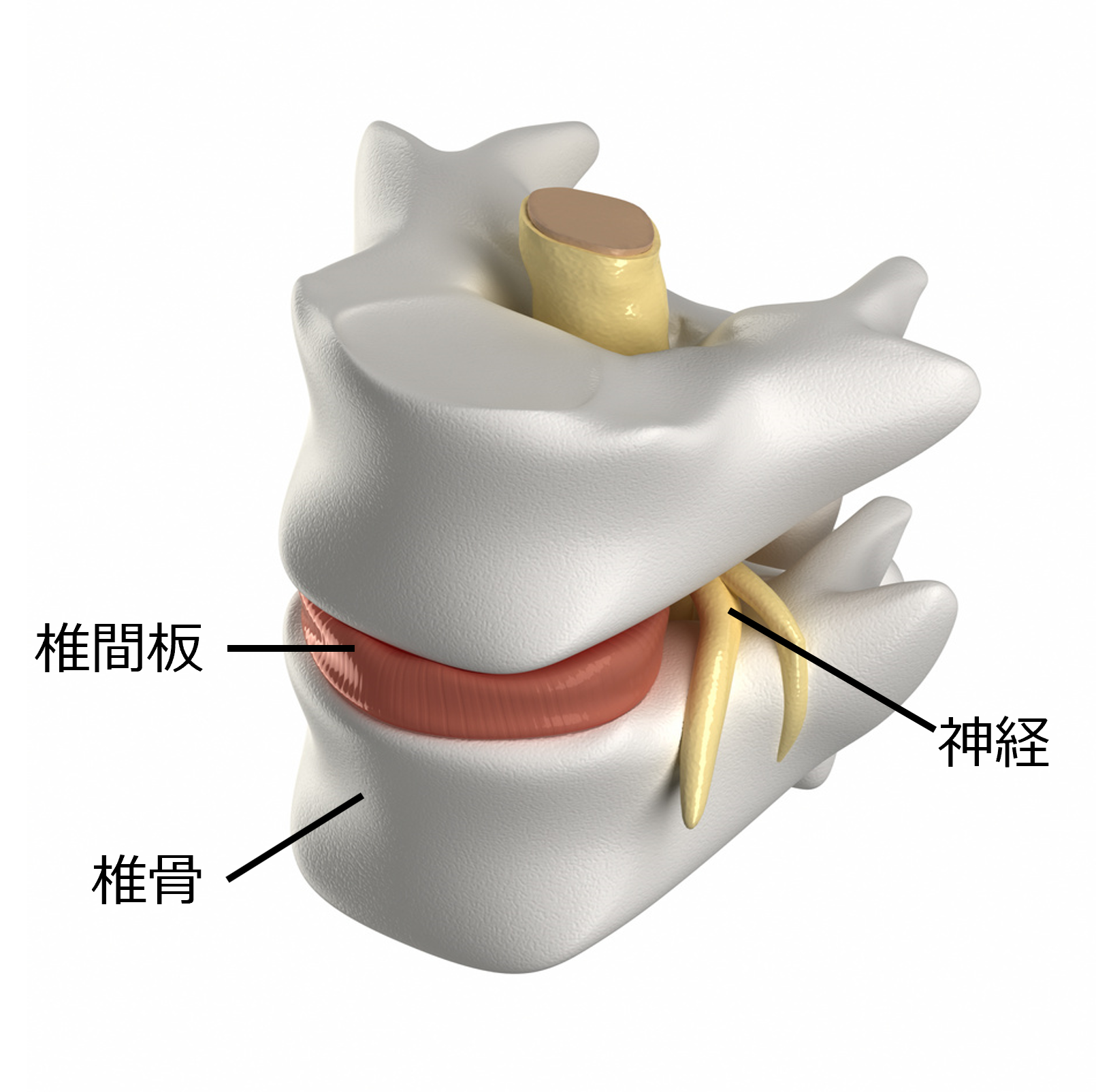 腰椎椎間板ヘルニアの症状と治療方法について整形外科医が解説：ふな