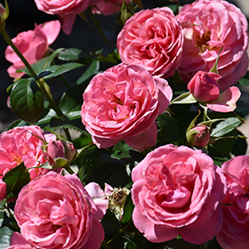 All Roses – Faddegon's Nursery