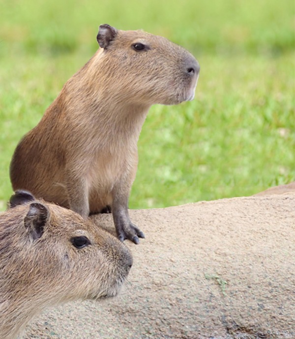 新江ノ島水族館“カピバラ”テーマの新展示「カピバラ～陽だまりの草原