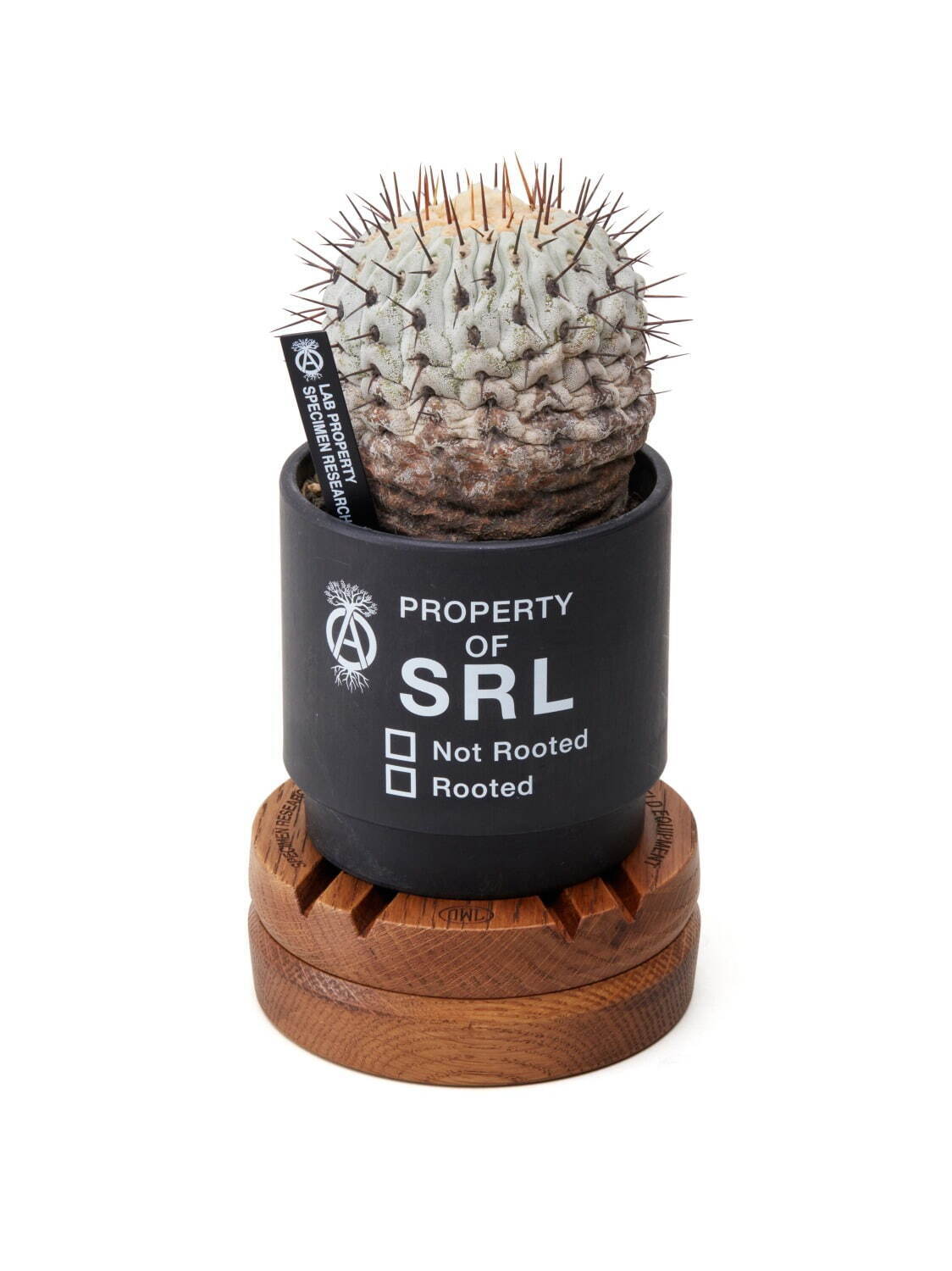 ネイバーフッド“植物ライン”SRL、シリンダー型ポットなど園芸アイテム