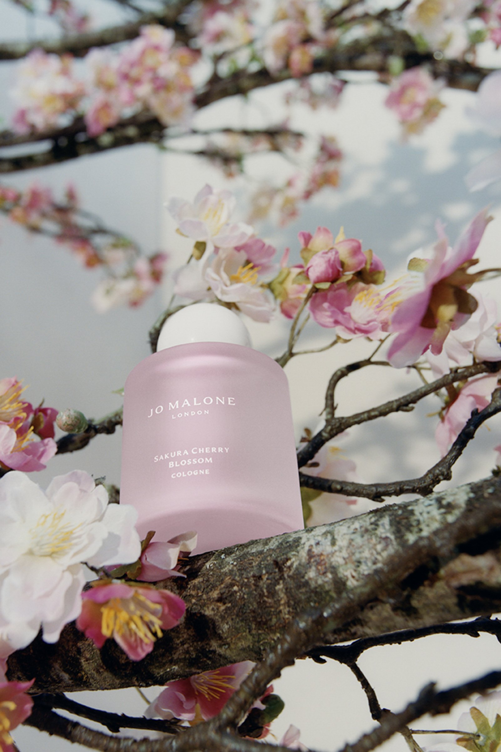 ジョー マローン ロンドンの人気「サクラ チェリー ブロッサム コロン