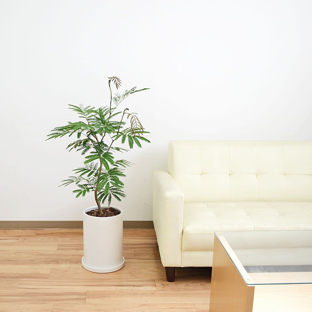 観葉植物の販売・ギフトならフラワーコーポレーション / 観葉植物