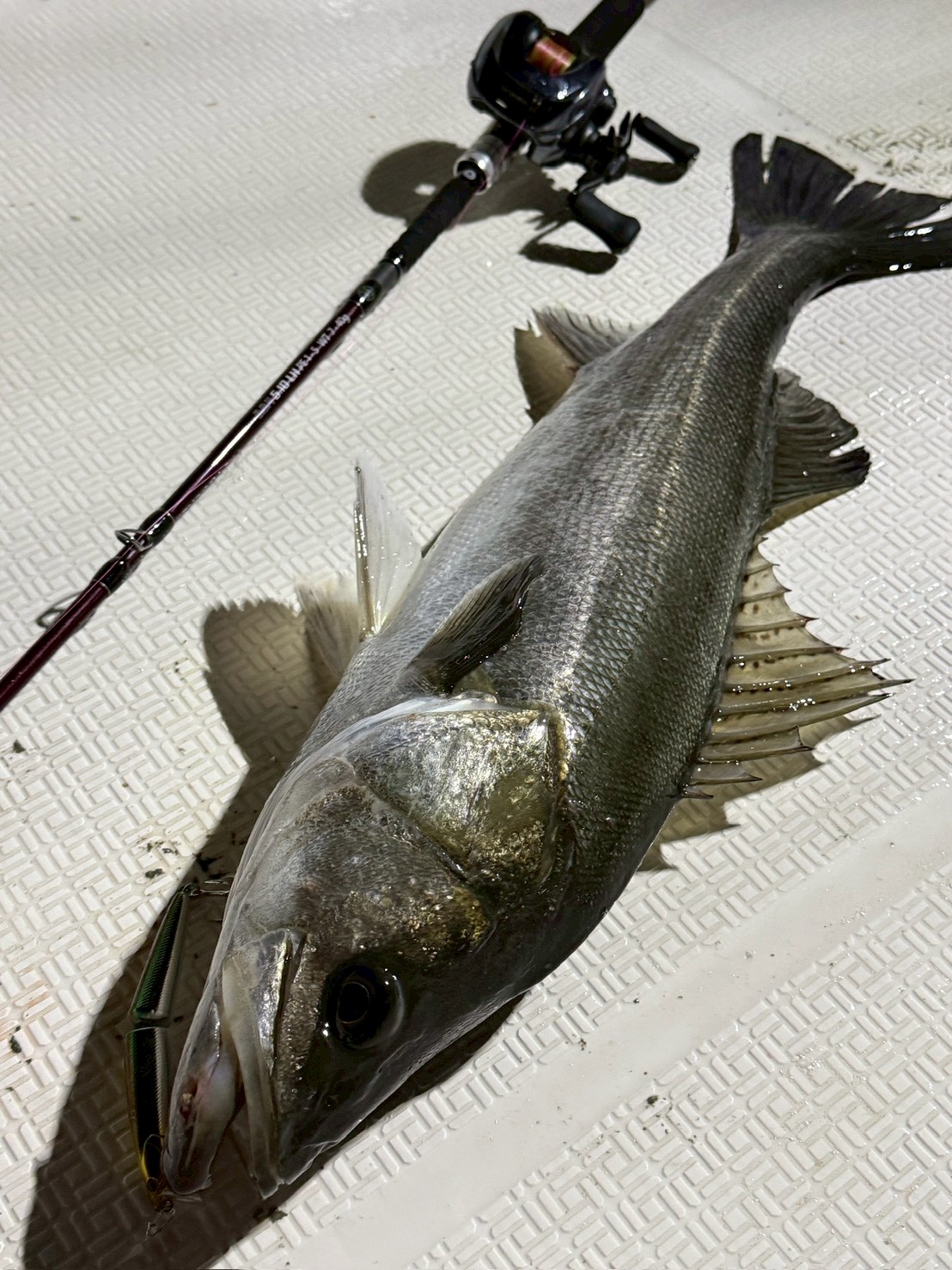 待望のモデルチェンジ！BC4 5.10LH POWER GRIPZ EDITION！ - Fishman