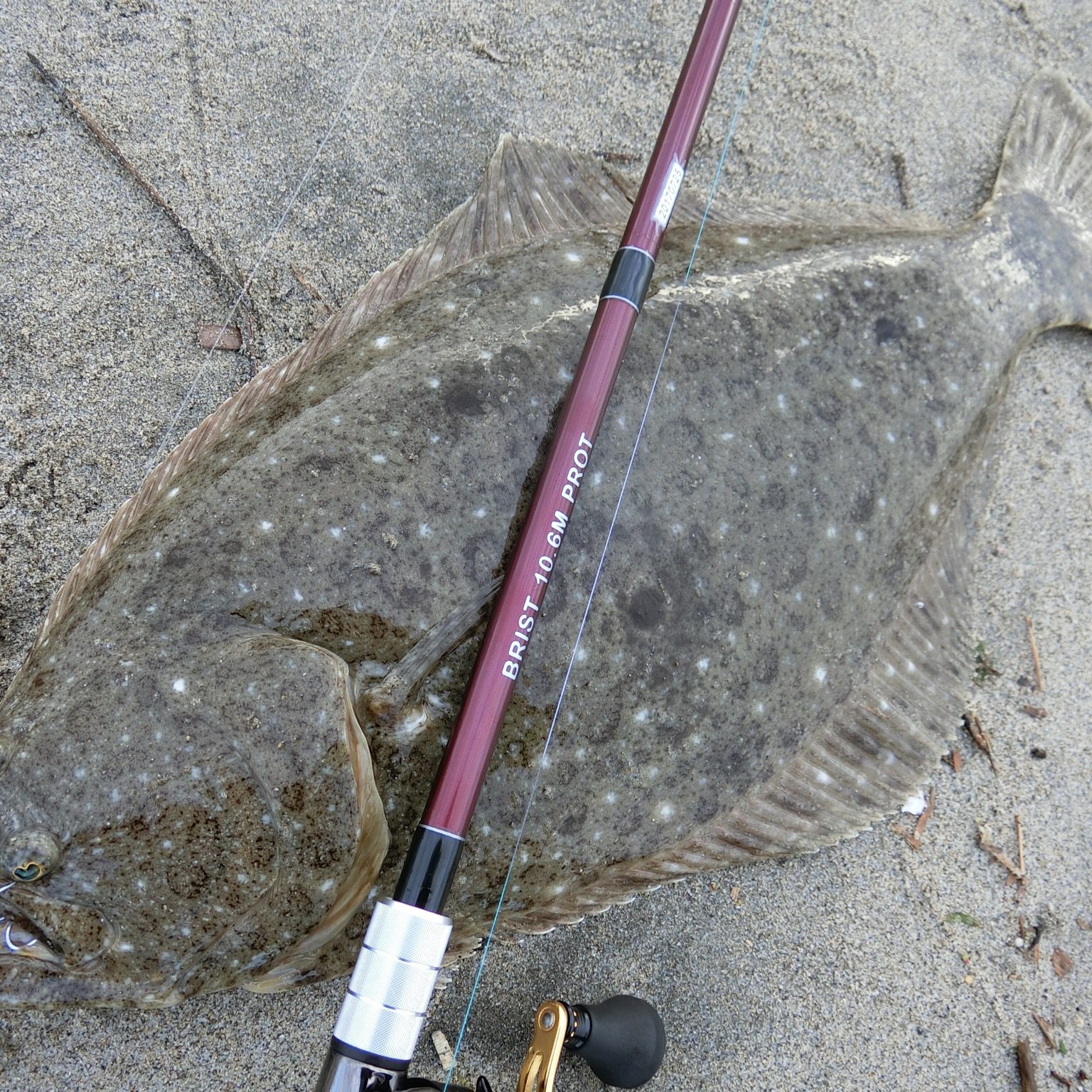 BRIST MARINO 10.6MH、サーフのフラットフィッシュへの適応性について