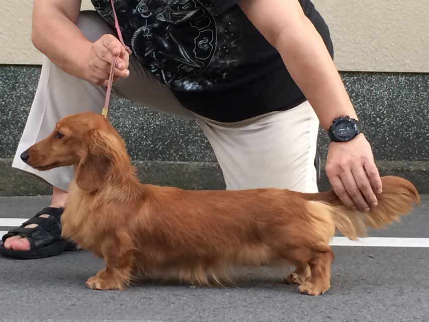 レッド ダックスフンド 子犬 ブリーダー「フジアースフィールド