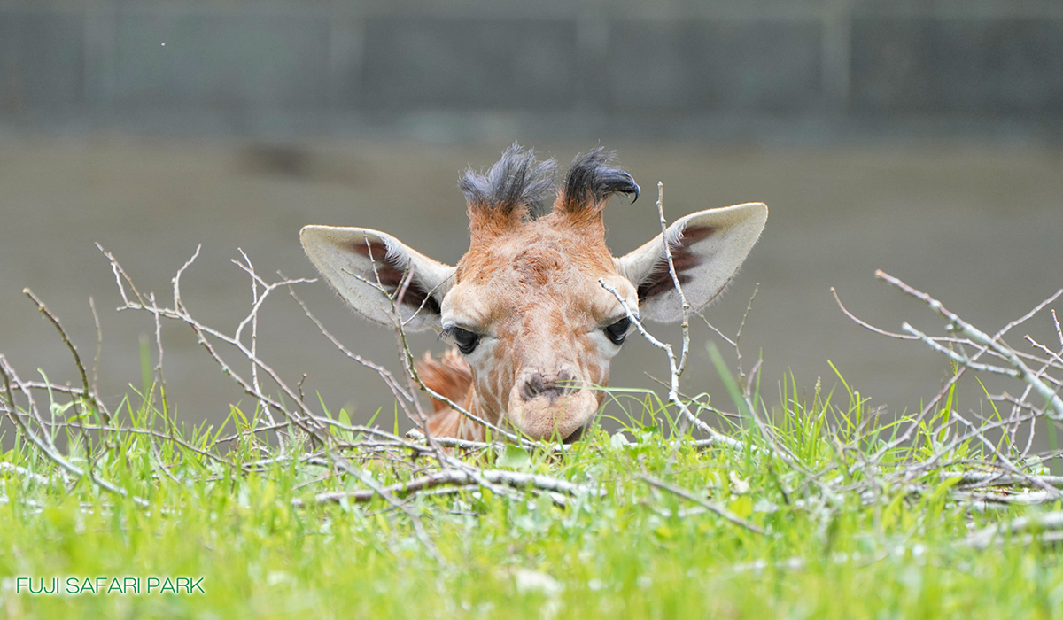 2024年7月「どうぶつ壁紙」をプレゼント！ - 富士サファリパーク 公式