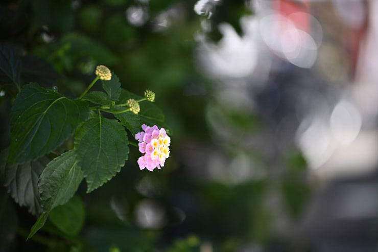 Nikon AF-S VR Micro-Nikkor 105mm f/2.8G IF-ED 実写レビュー