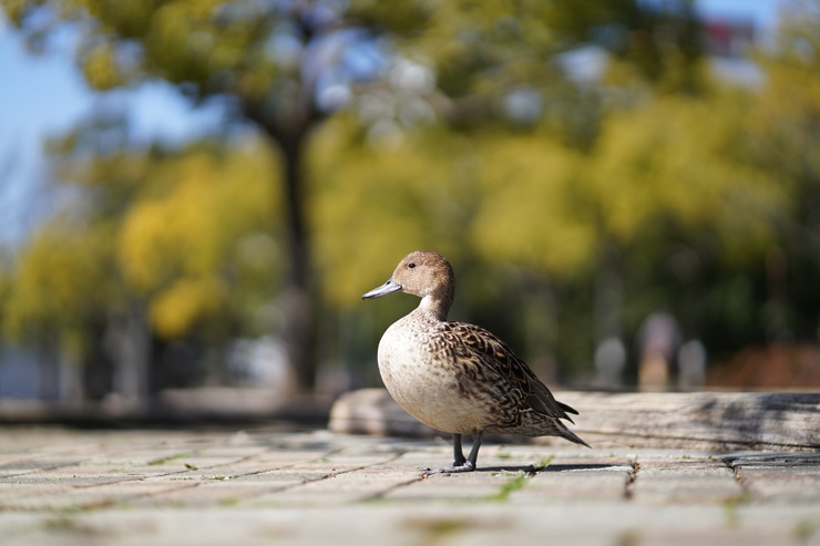 SONY(ソニー)FE 85mm F1.8 実写レビュー