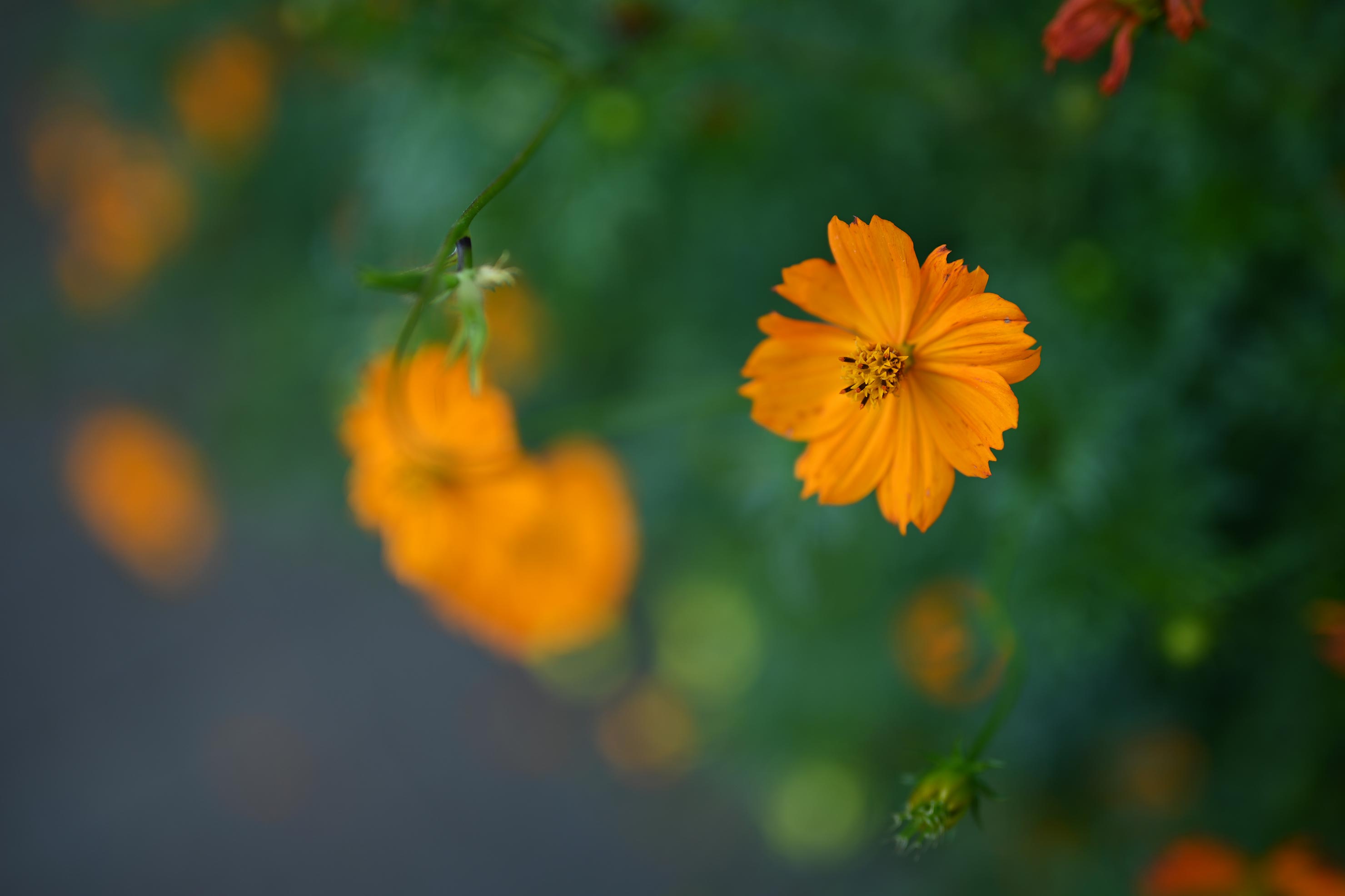 Nikon NIKKOR Z 40mm f/2 レビュー × 落合憲弘 |「絞る楽しみ」を