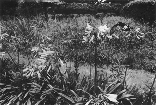 センチメンタルな旅 限定特装版（荒木経惟 著・写真）』 販売ページ