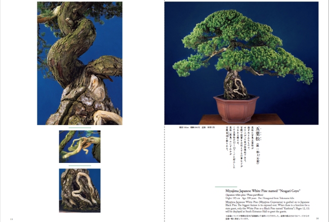 宮中の盆栽―大道庭園の四季|書籍詳細|扶桑社