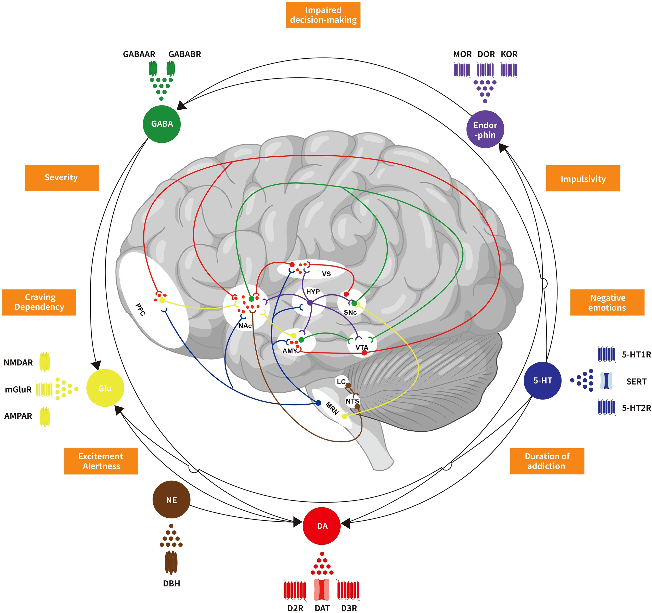 Frontiers | Neurotransmitters crosstalk and regulation in the