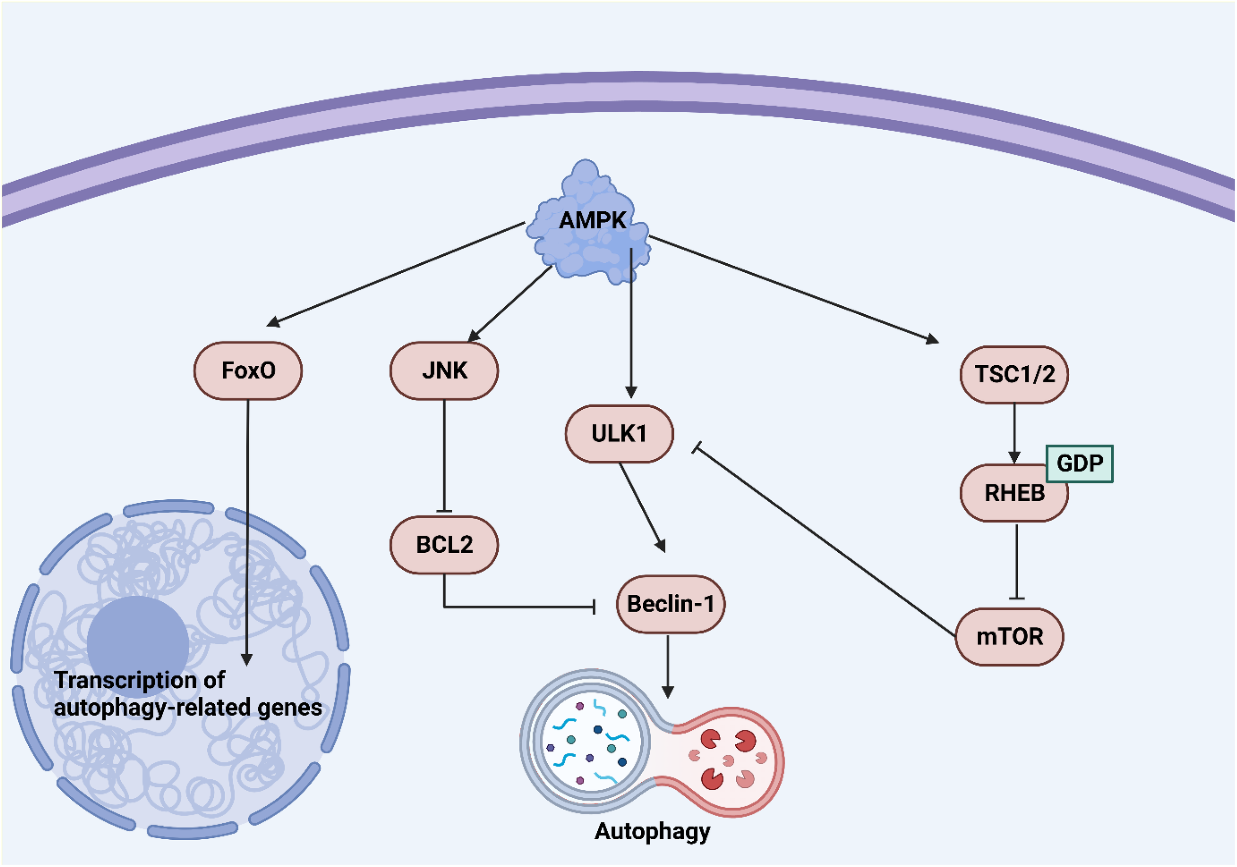 Frontiers | Beclin-1: a therapeutic target at the intersection of