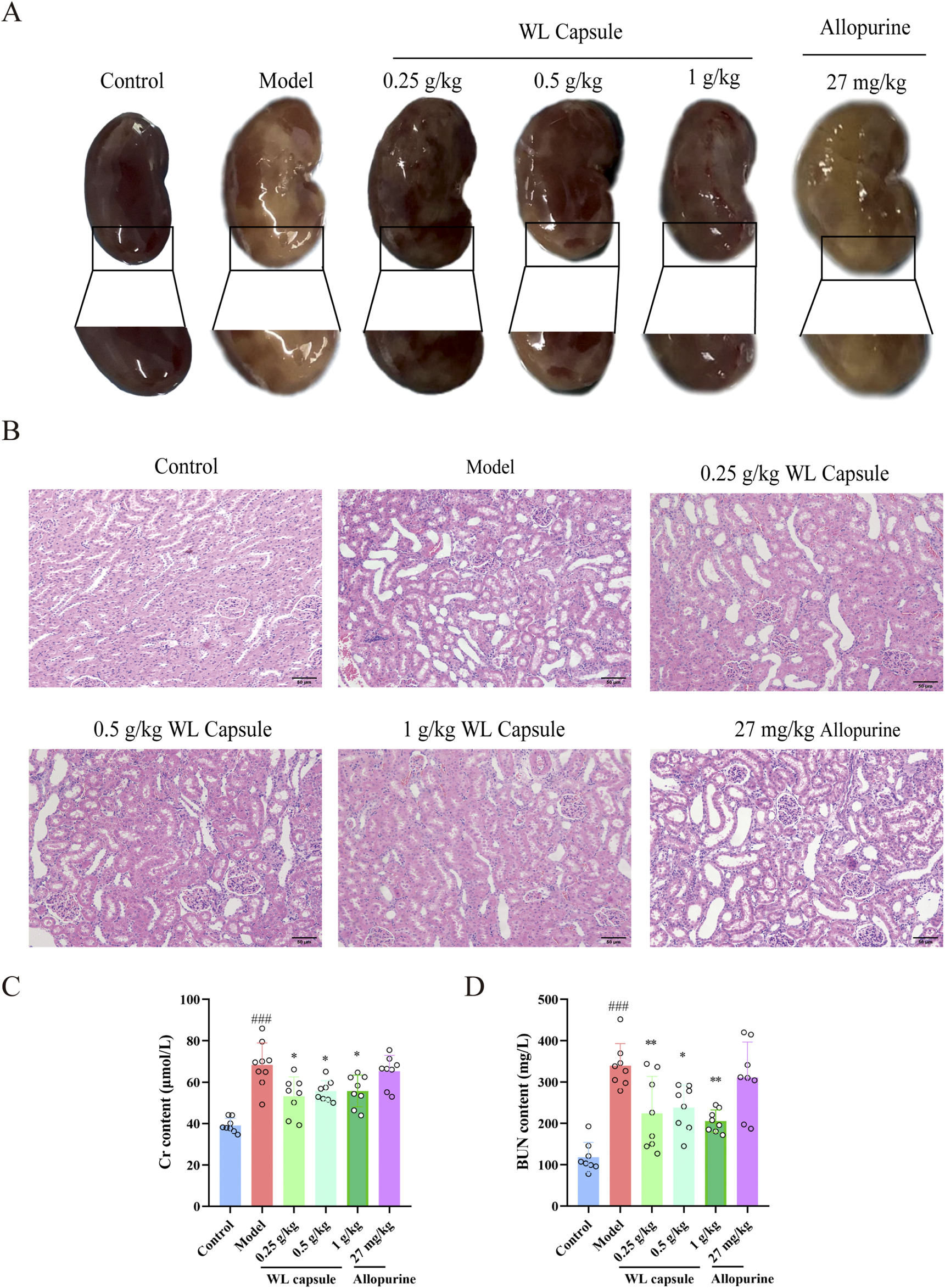 Frontiers | Wuling capsule alleviates hyperuricaemia and protects