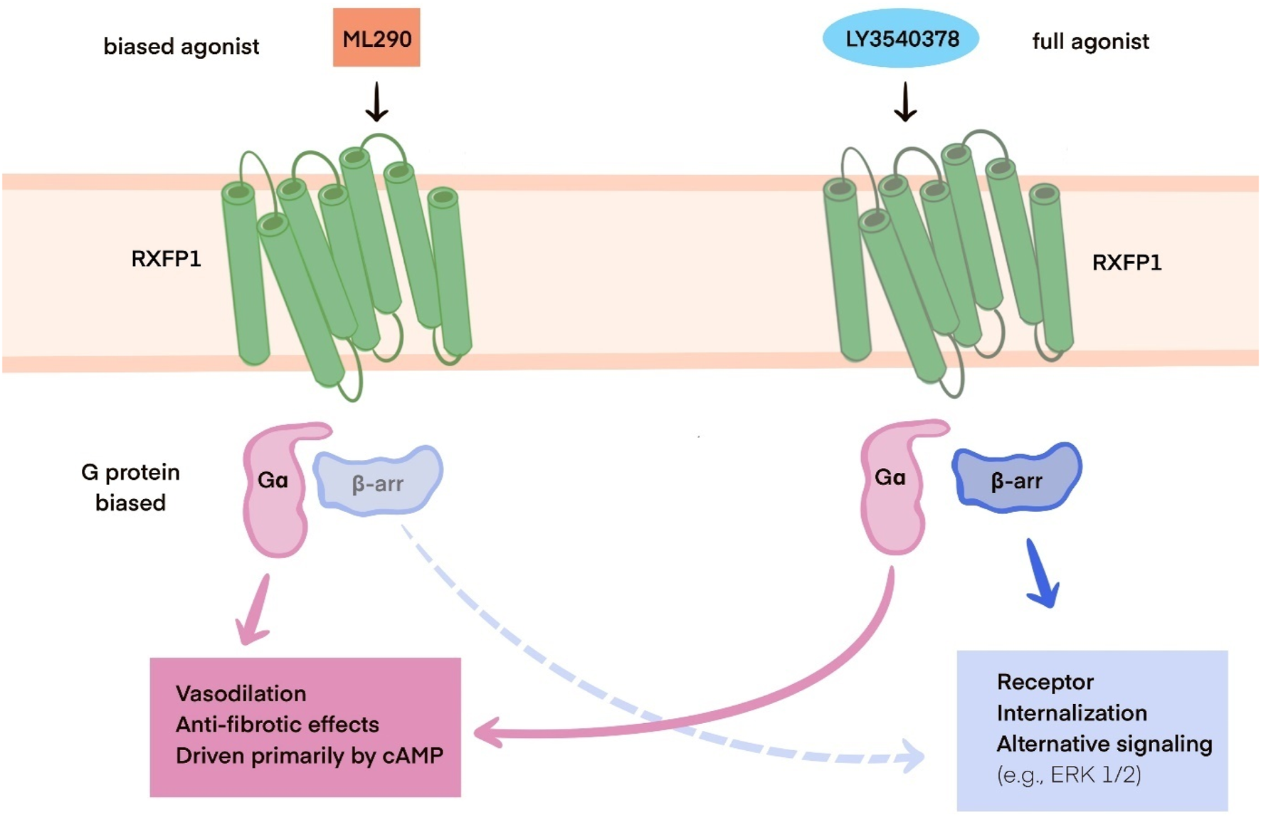Frontiers | Long-acting relaxin analogues: a novel tool in cardiology