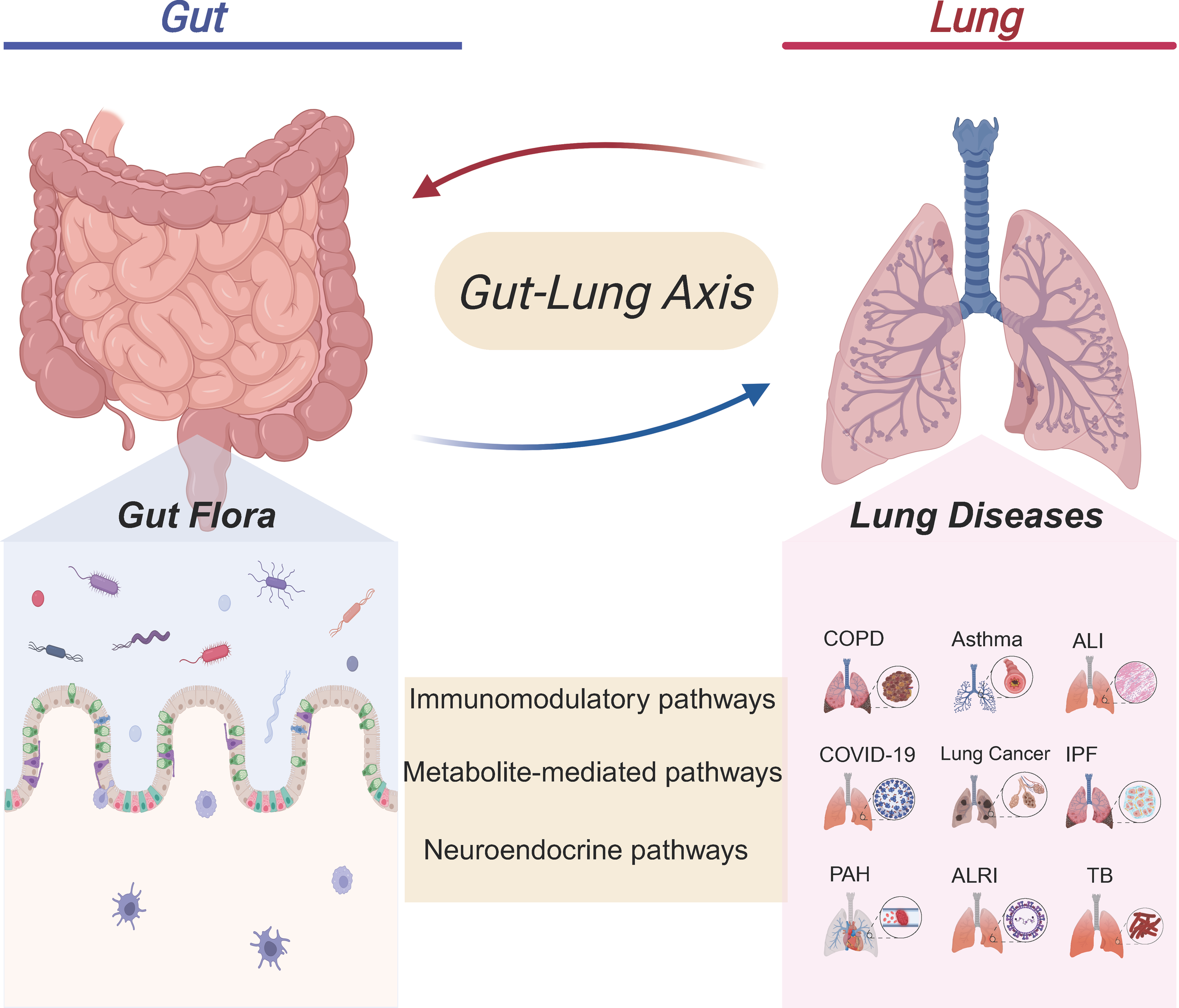 Frontiers | Respiratory diseases and the gut microbiota: an