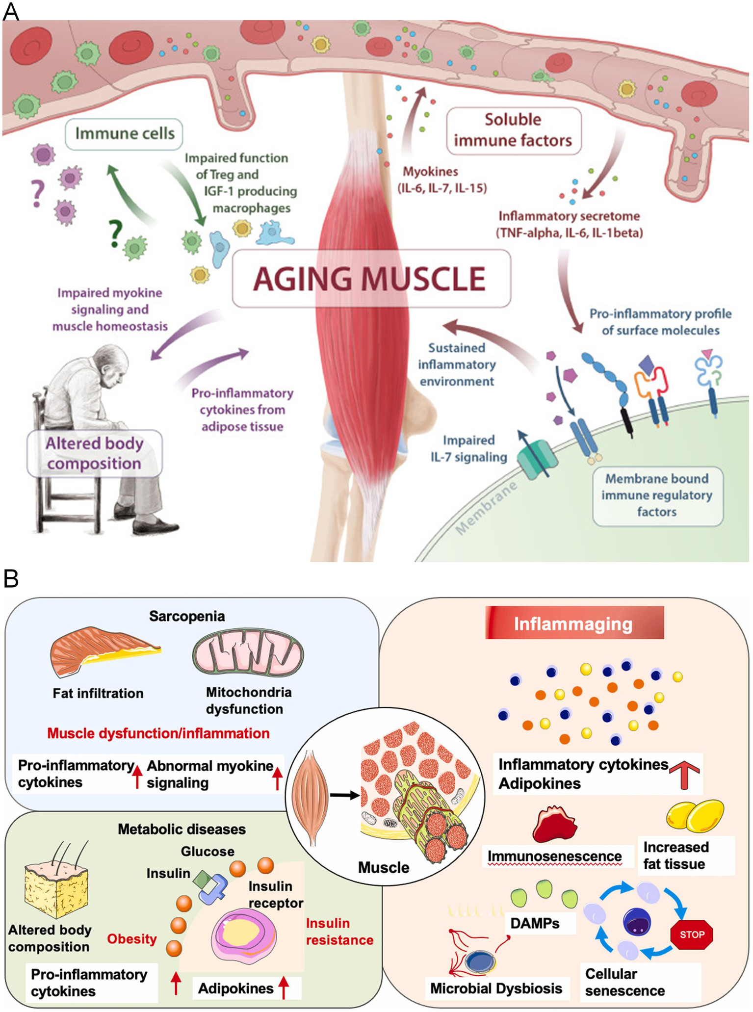 Frontiers | The role and mechanisms of myokines in sarcopenia: new