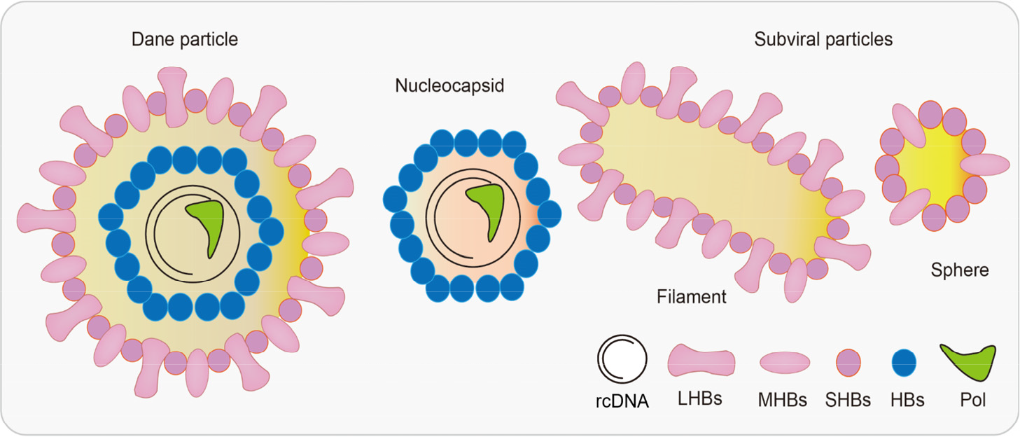 Frontiers | The progress of molecules and strategies for the