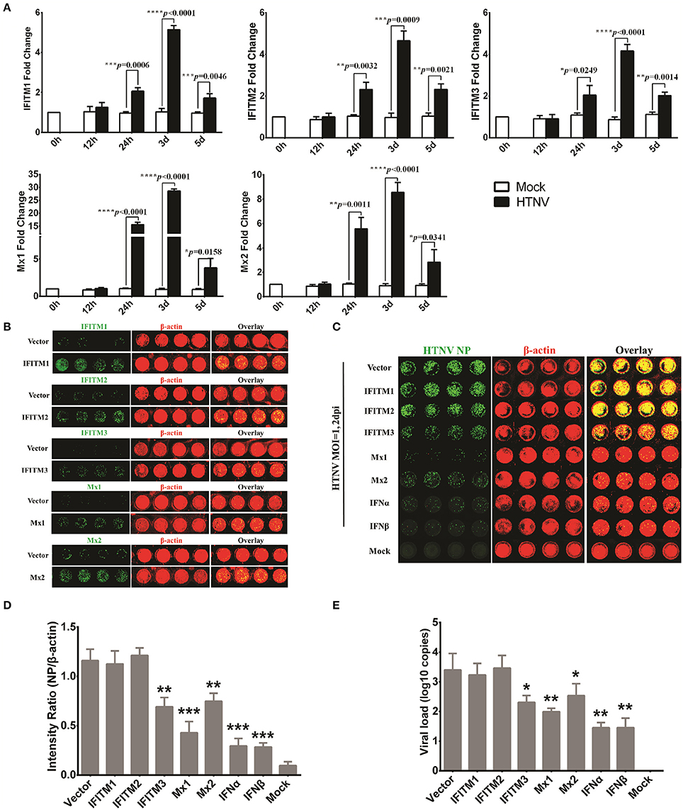 Frontiers | In-Cell Western Assays to Evaluate Hantaan Virus