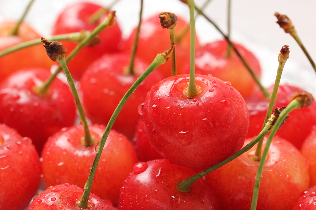 大阪市中央市場 万果 北海道増毛町産 さくらんぼ（佐藤錦／紅秀峰