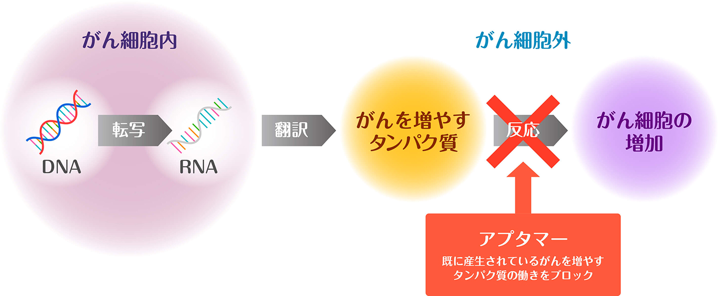 核酸医薬治療 | がん遺伝子医療専門 GENEクリニックグループ
