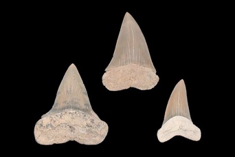 イスルス・ハスタリス（歯）