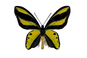 チトヌストリバネアゲハ (オス)