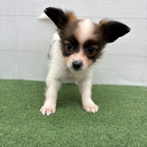 パピヨン | 【全国120店舗以上】ペットショップ｜コーワペッツ・ペッツ