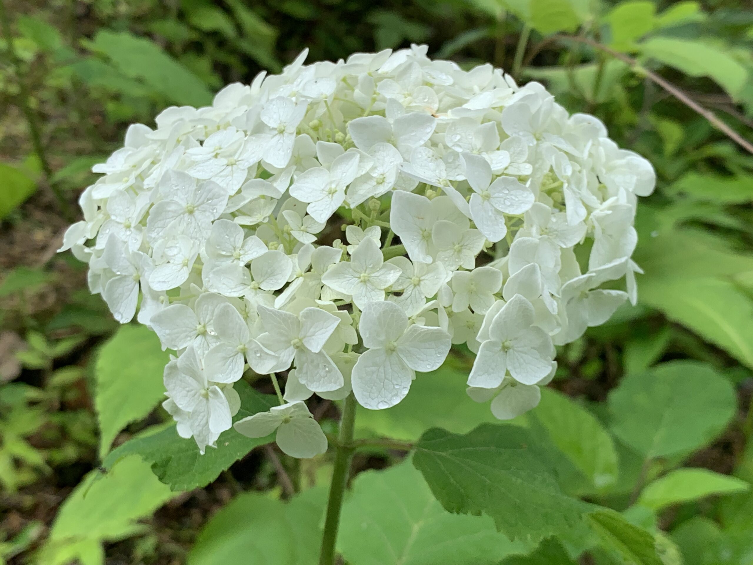未分類 – 神戸市立森林植物園あじさい情報センター