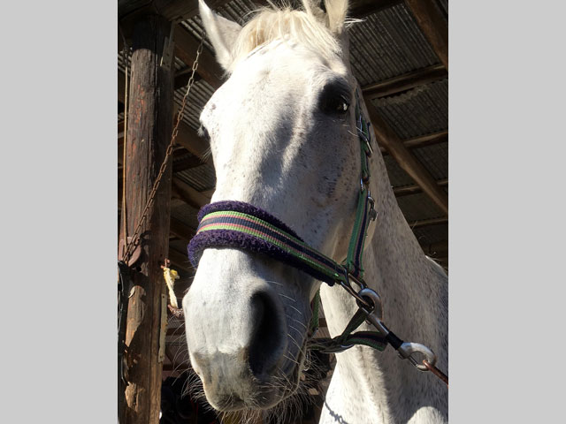 北杜市観光協会小淵沢支部/ララミー牧場